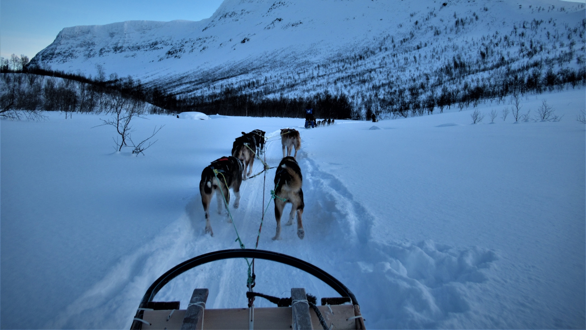 Husky sledding in Tromsø region with Best Arctic