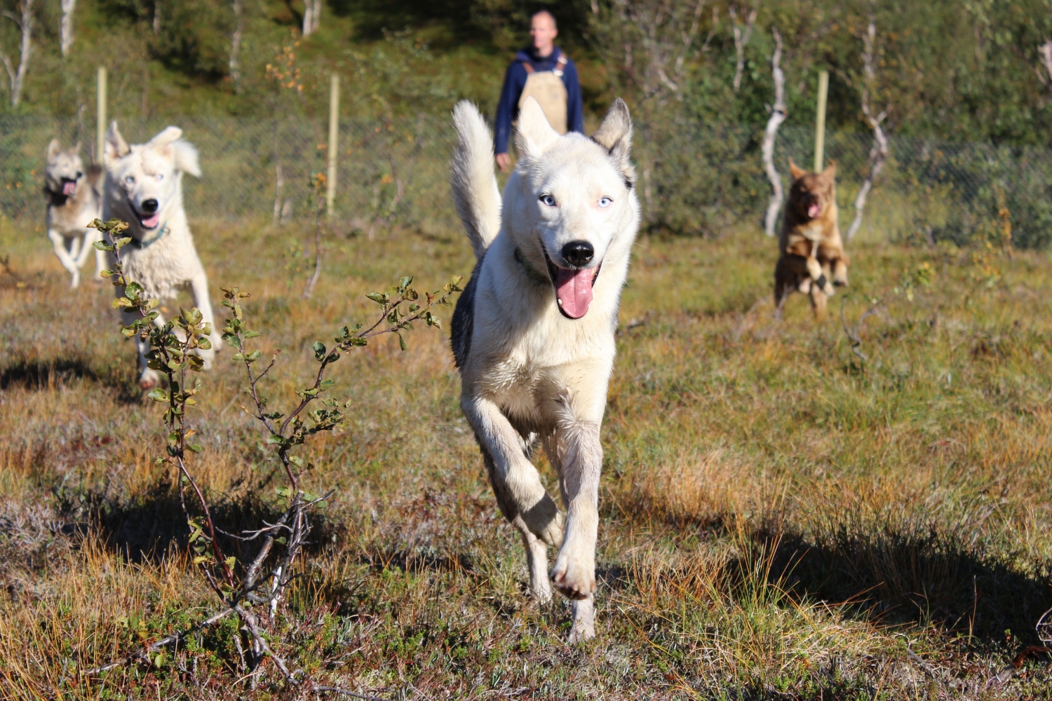 happy huskies running in the nature with a person in the background