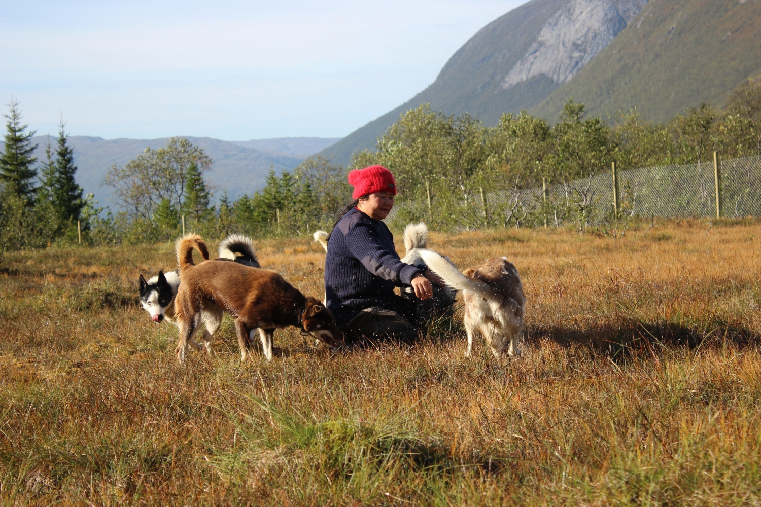 person sitting on the ground with several huskies around