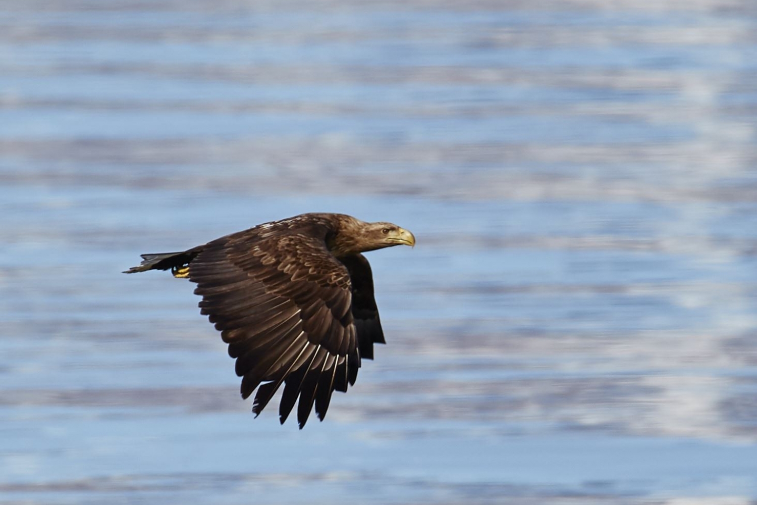 Sea-Eagle in Nord Lenangen