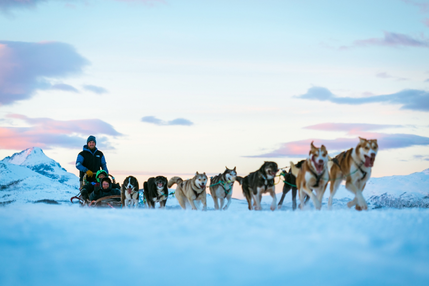 dog sledding in beautiful winter landscapes