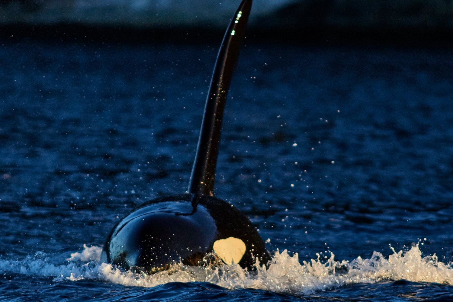 En uforglemmelig arktisk hvalsafari med vår luksus Yacht Arctic Queen