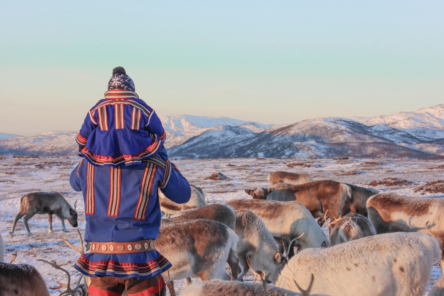 Reindeer Sledding, Reindeer Feeding and Sami Culture