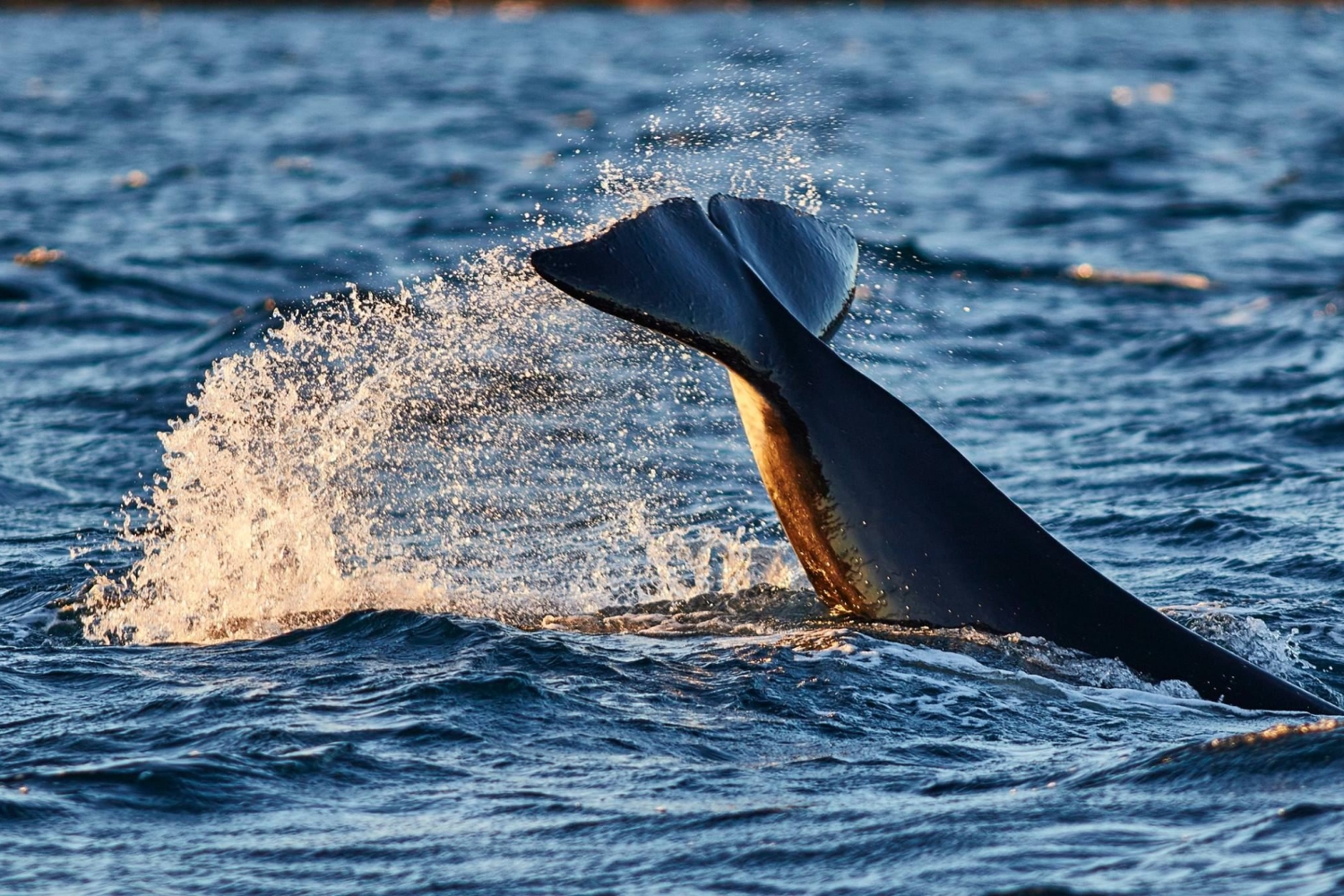 Whales in Skjervøy and Crystal Lavvo overnight in Lyngen