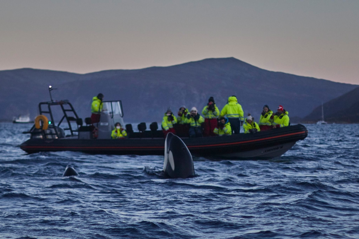 Whale watching in magical Skjervøy