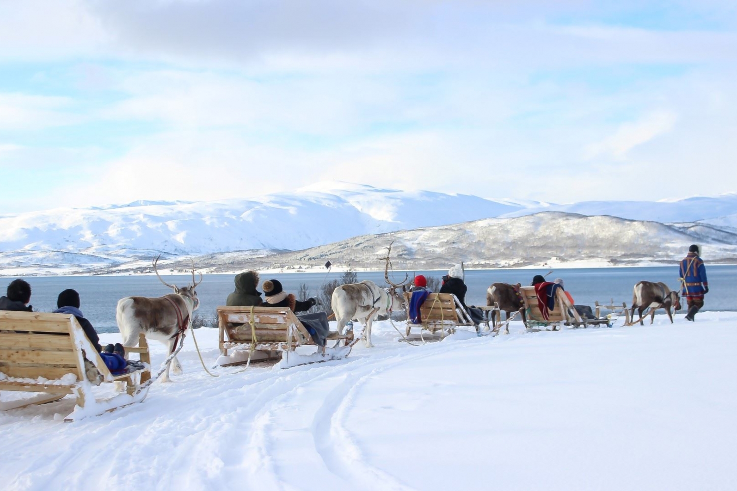 Reindeer Sledding, Reindeer Feeding and Sami Culture