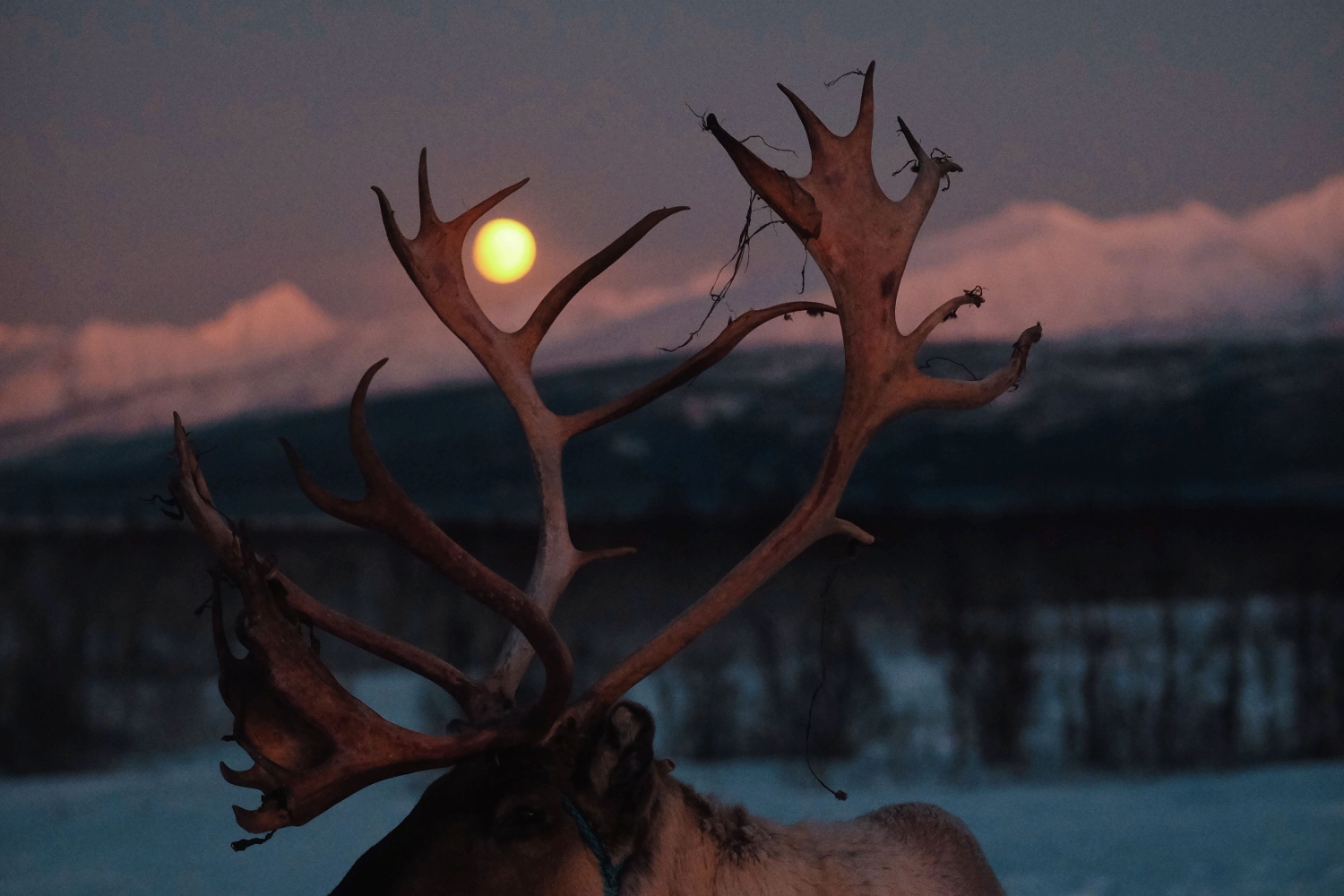 Overnight Reindeer Sledding and Northern Lights