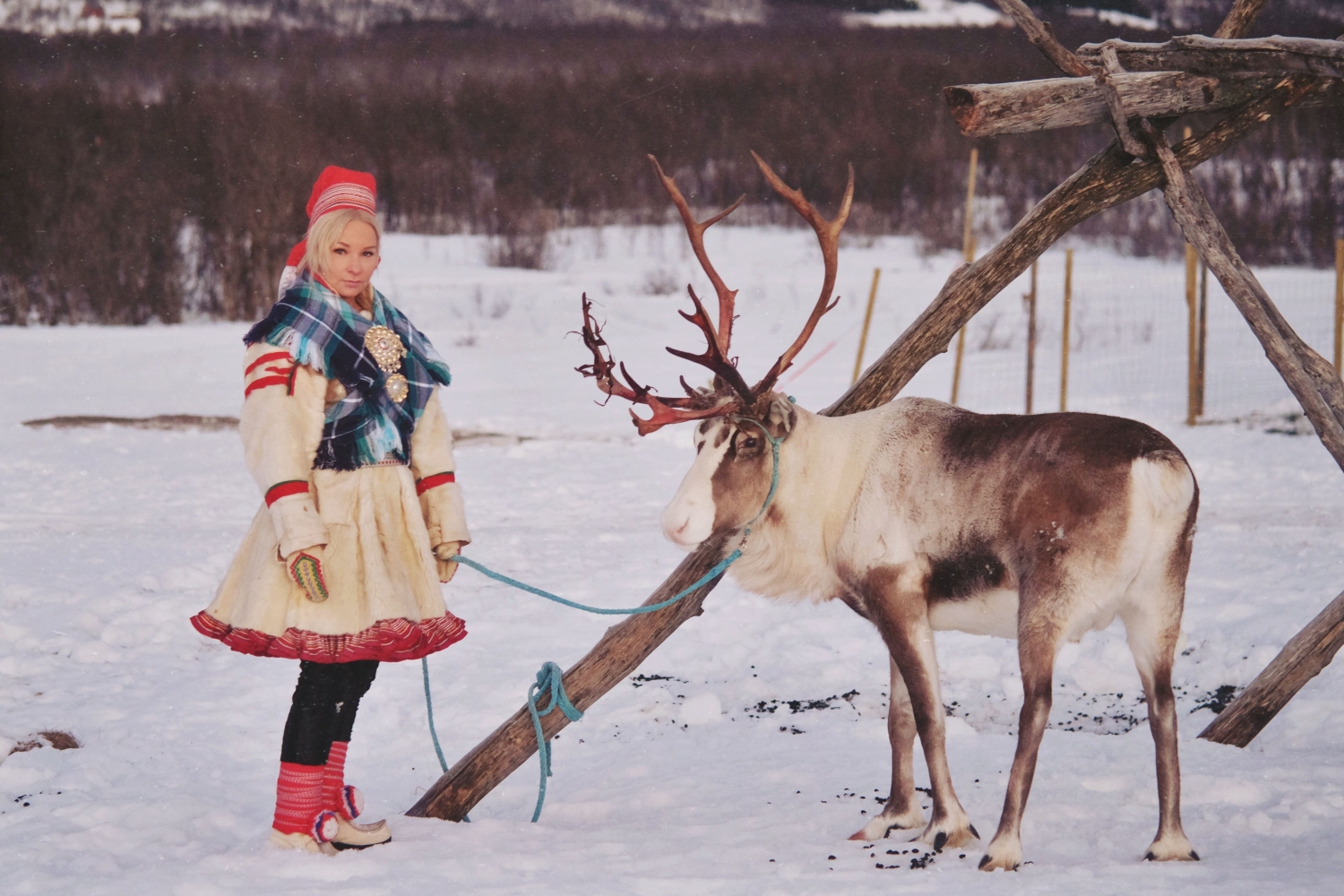 Reinsledekjøring med samisk kultur