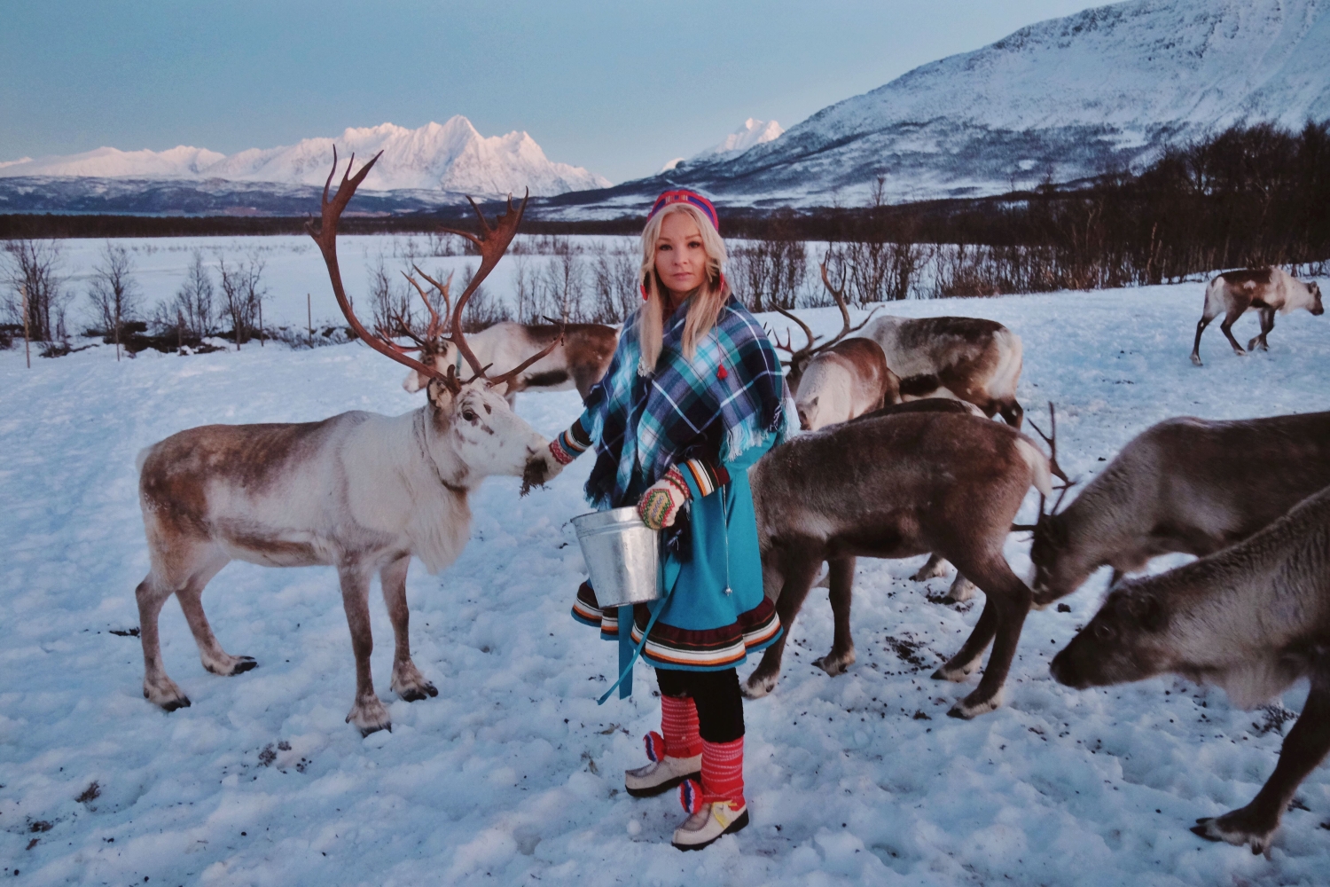 Reindeer Feeding and Saami Culture