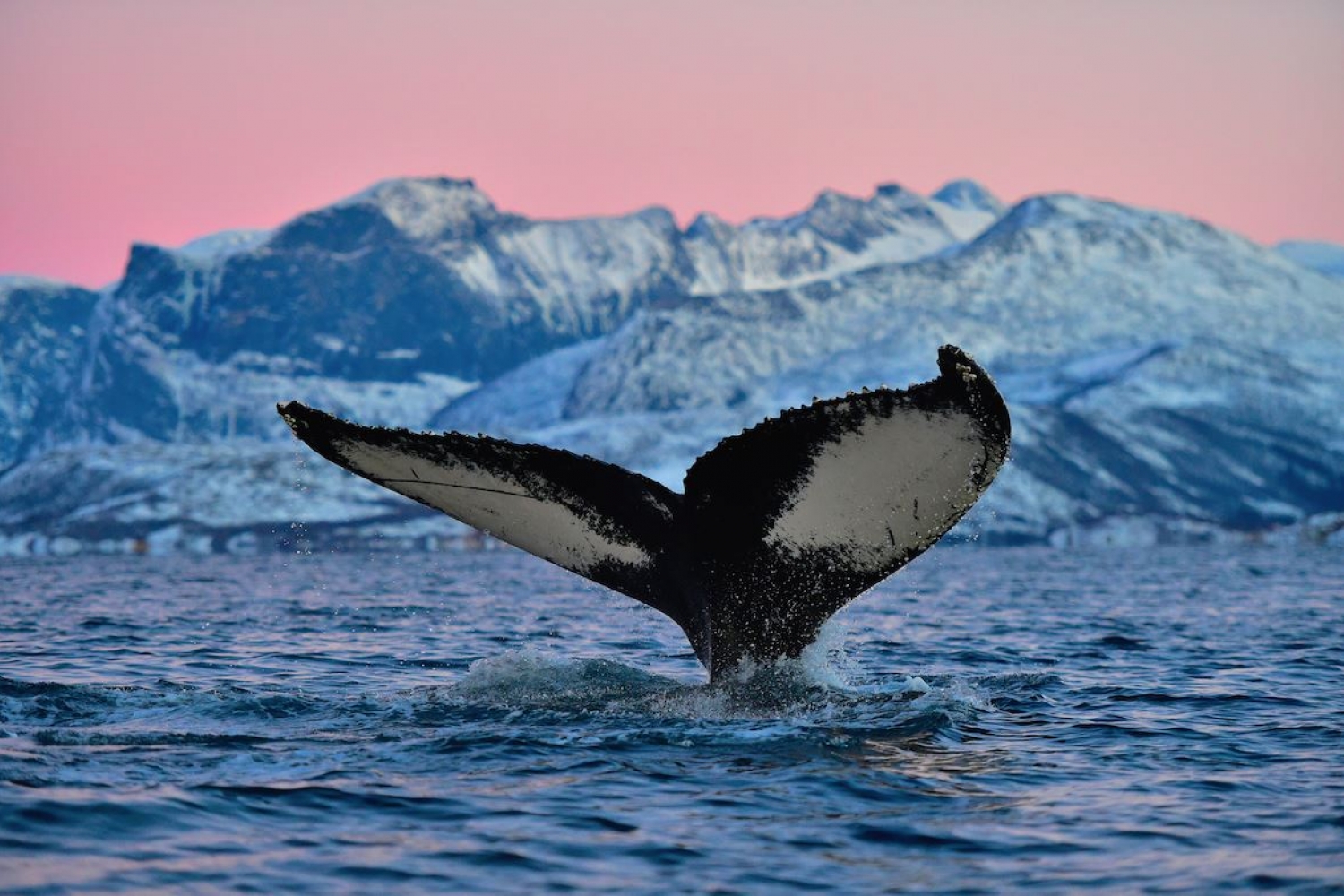 Tale fin of a humpback whale