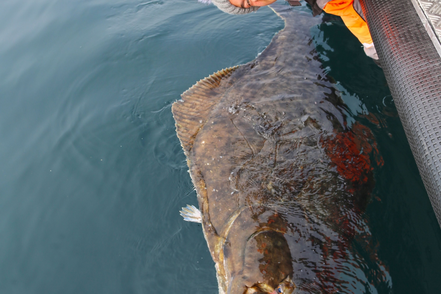 A halibut on the hook, coming up from the sea