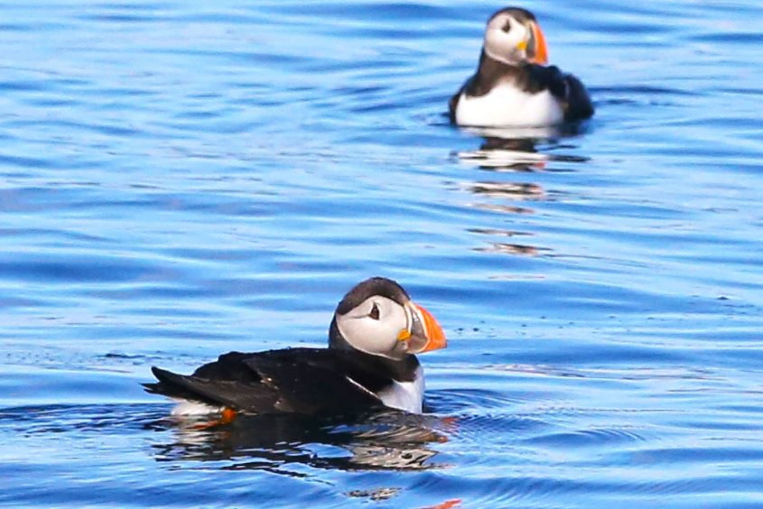 Two puffins swimming on the sea
