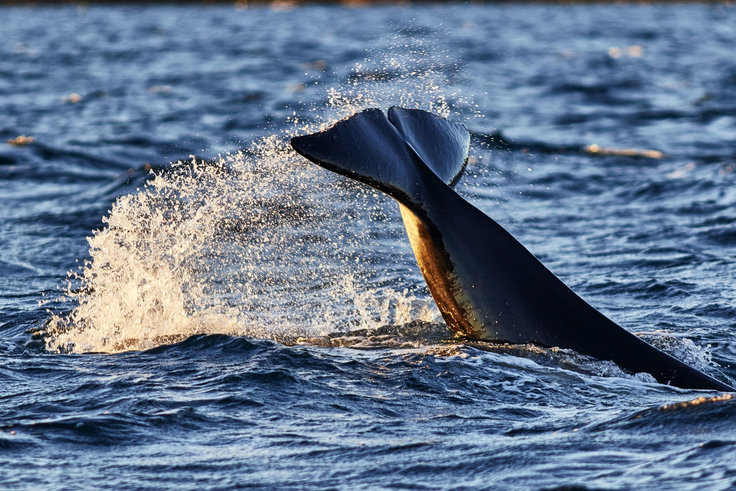 Tail fin of a whale coming up from the sea