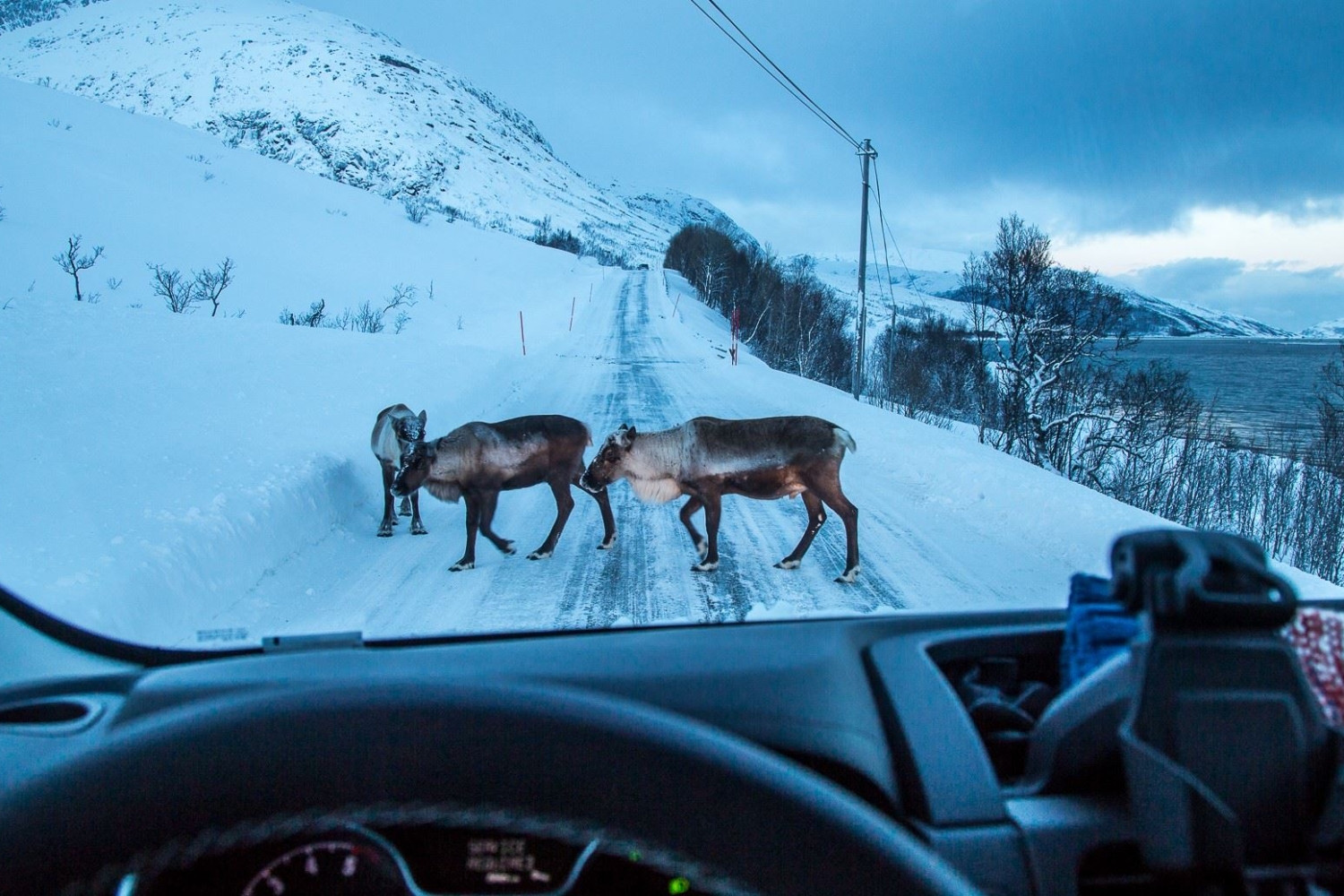 Arctic nature - tur med minibuss
