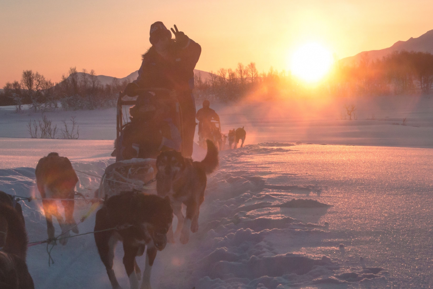 Dog sledding with bright orange sun in the backgrounbd