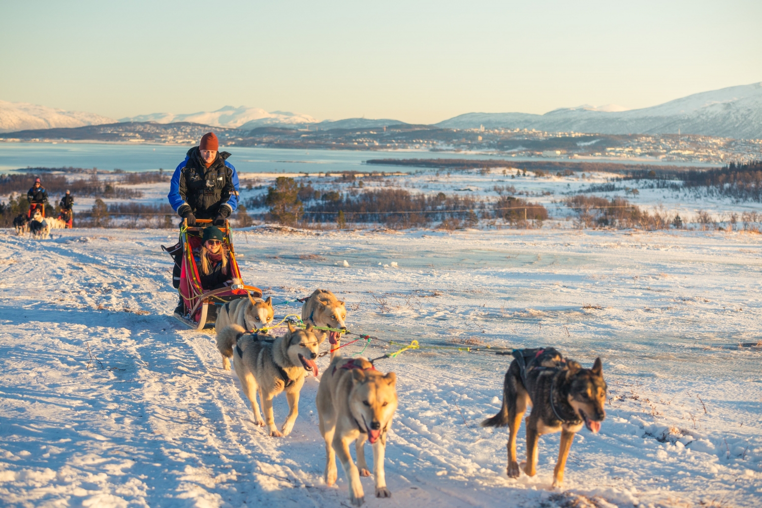 Dog sledding with sea and mountains in the background
