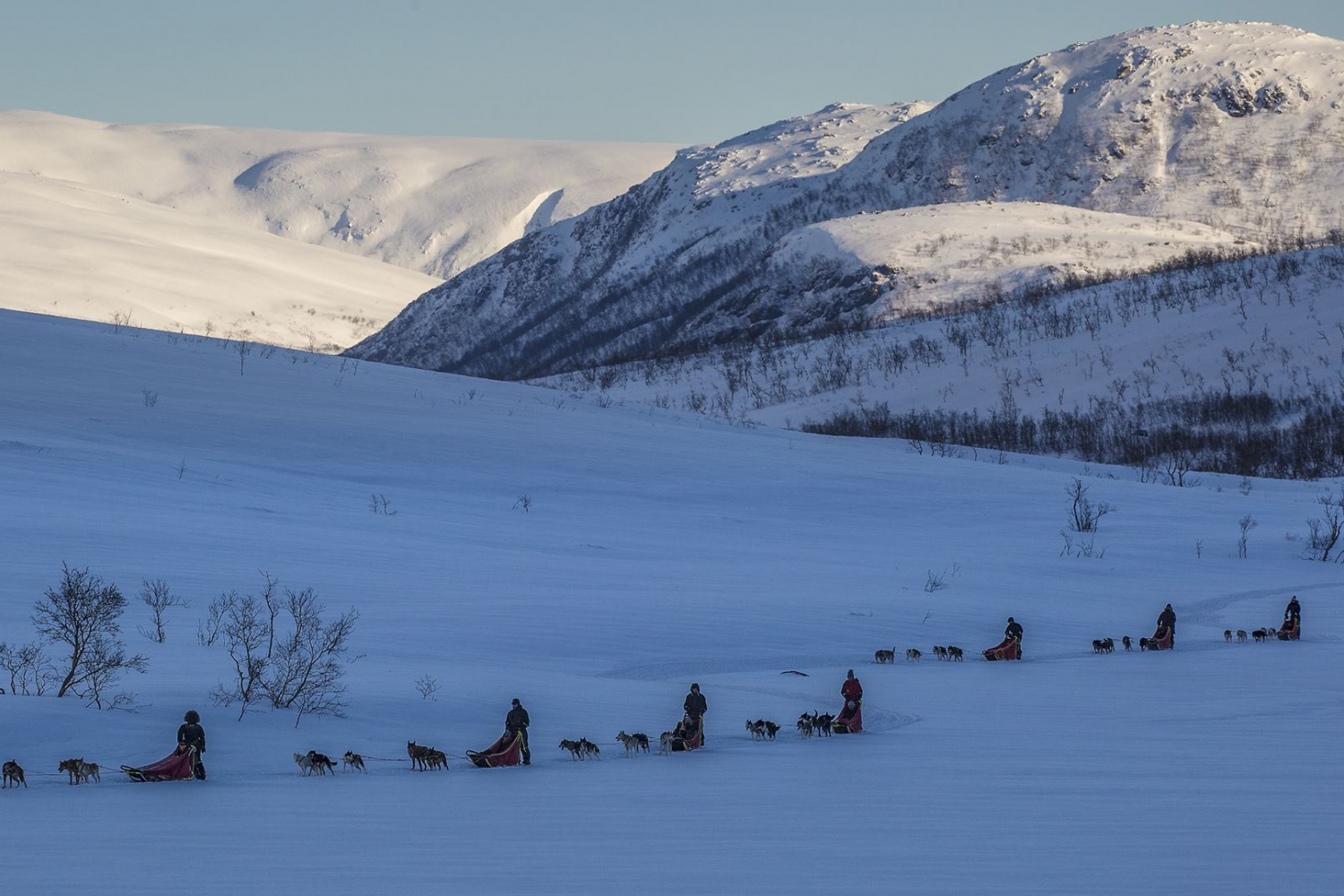 Dog sledding in Arctic winter landscape