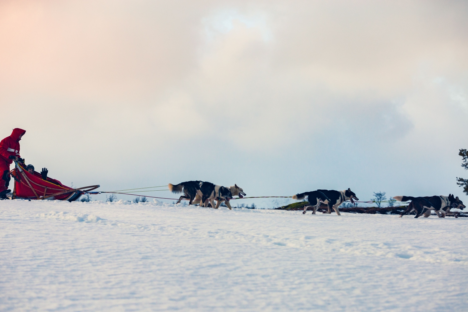 Hundekjøring i snødekt landskap