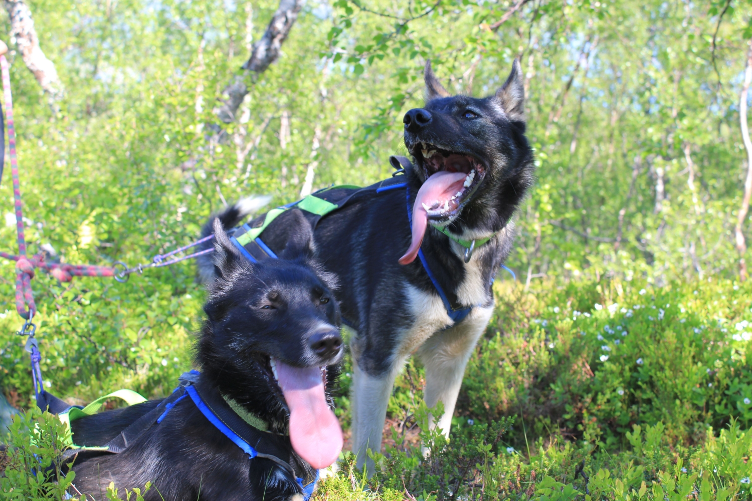Two huskies out in the nature