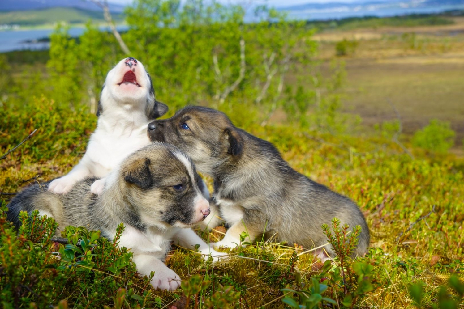 Three  Alaskan Husky puppies
