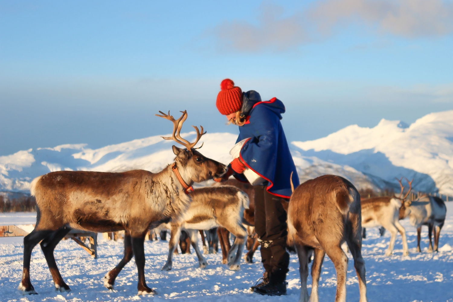 Reinsdyr mating, samisk historie og kort Reinsledetur