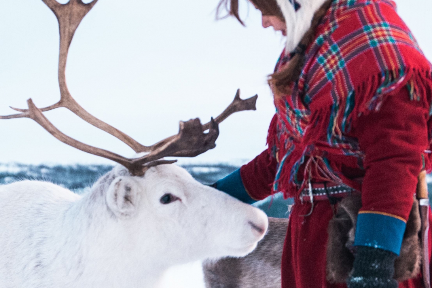 Reinsdyr mating og samisk historie