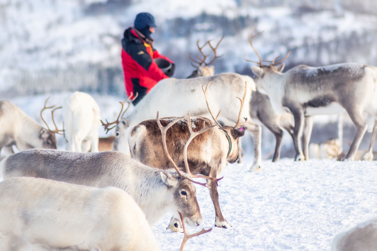 Reinsdyr mating og samisk historie