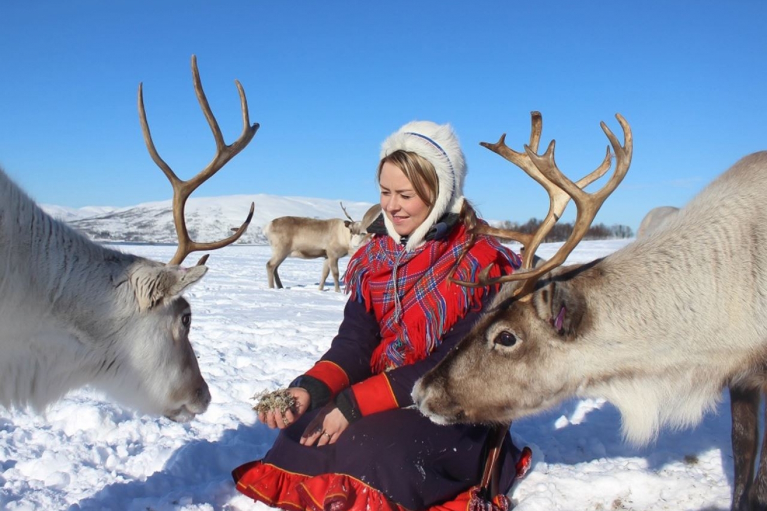 Reindeer Feeding and Sami History
