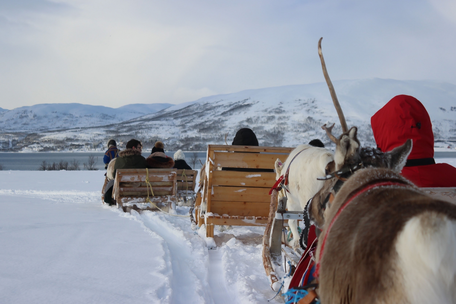 Reinsledetur, reinsdyr mating og samisk historie