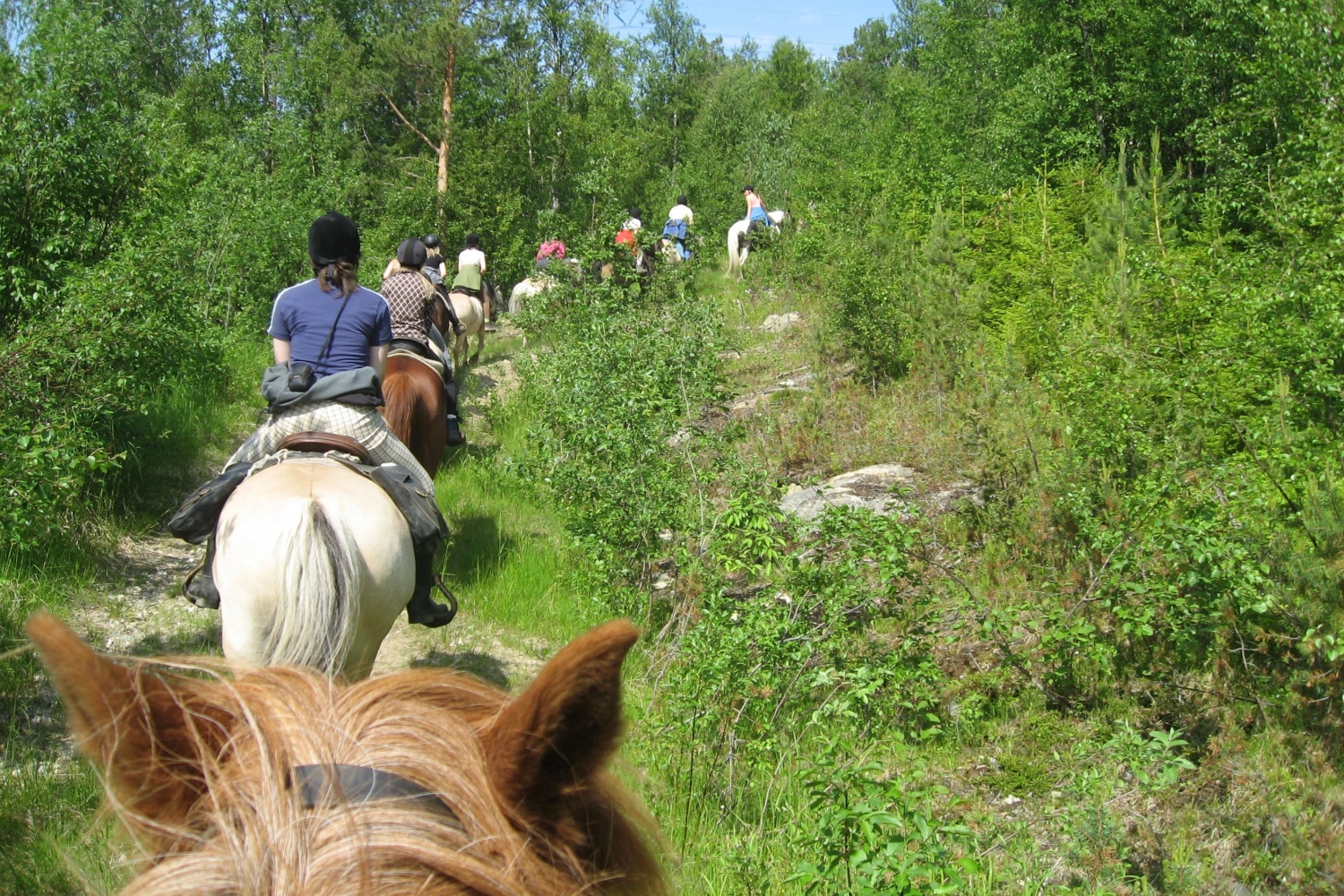 horseback riding in the woods