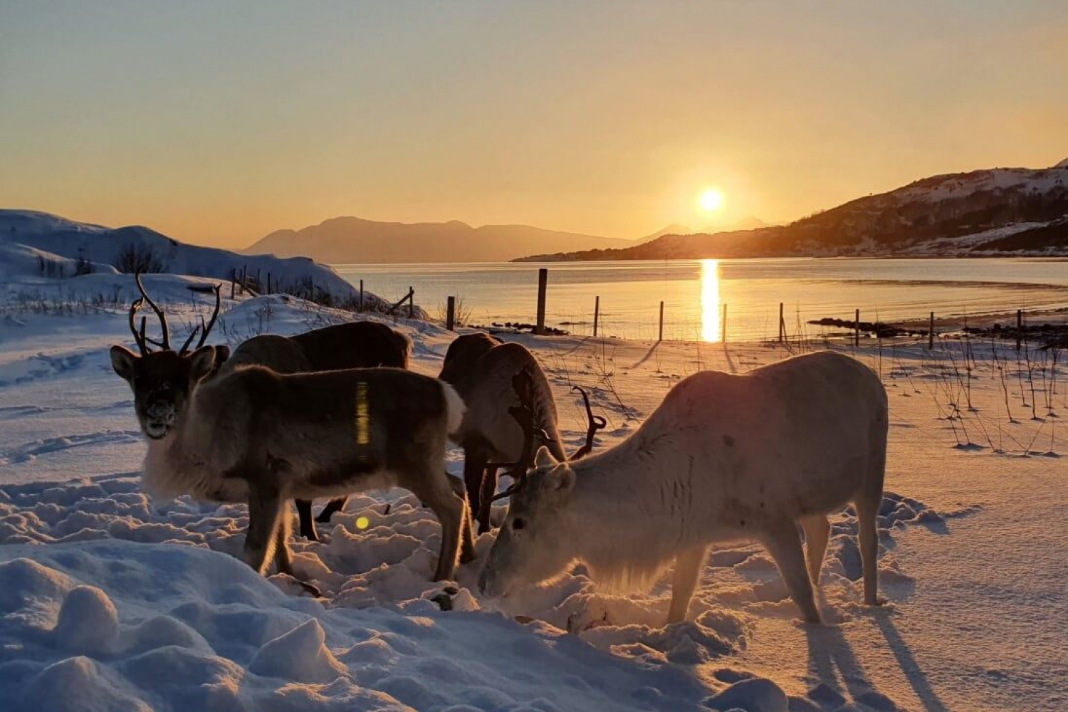 Reindeer in the snow, sun in the background
