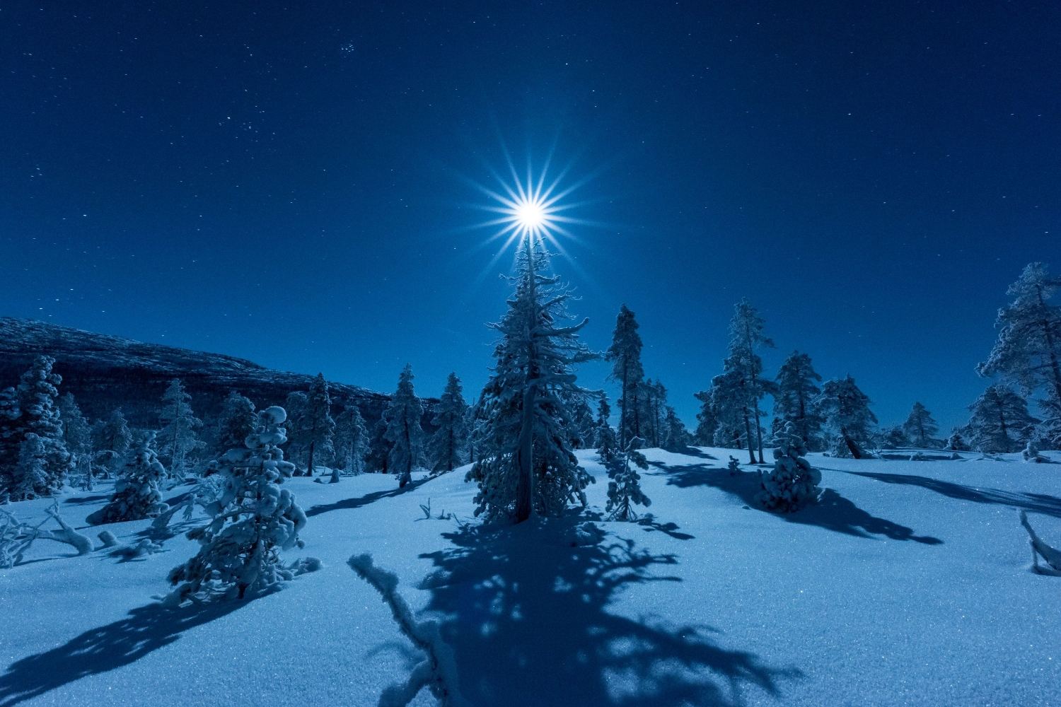 Moonlight above a Christmas tree