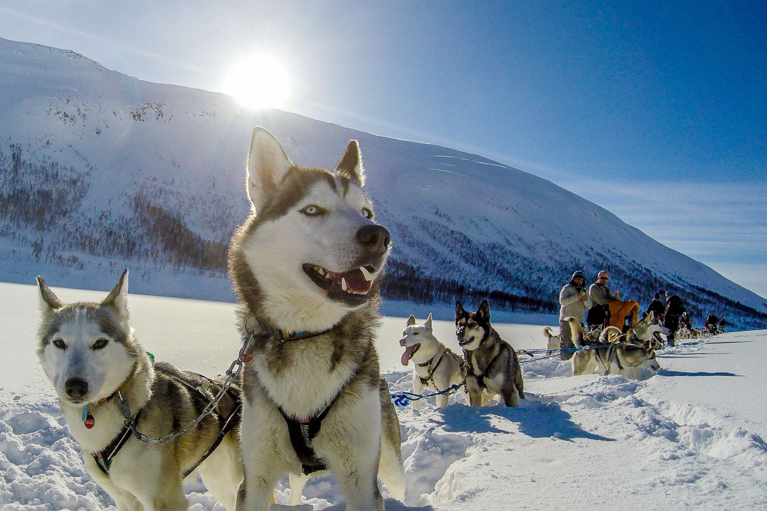 Alaskan husky dog sled in a sunny and snowy landscape