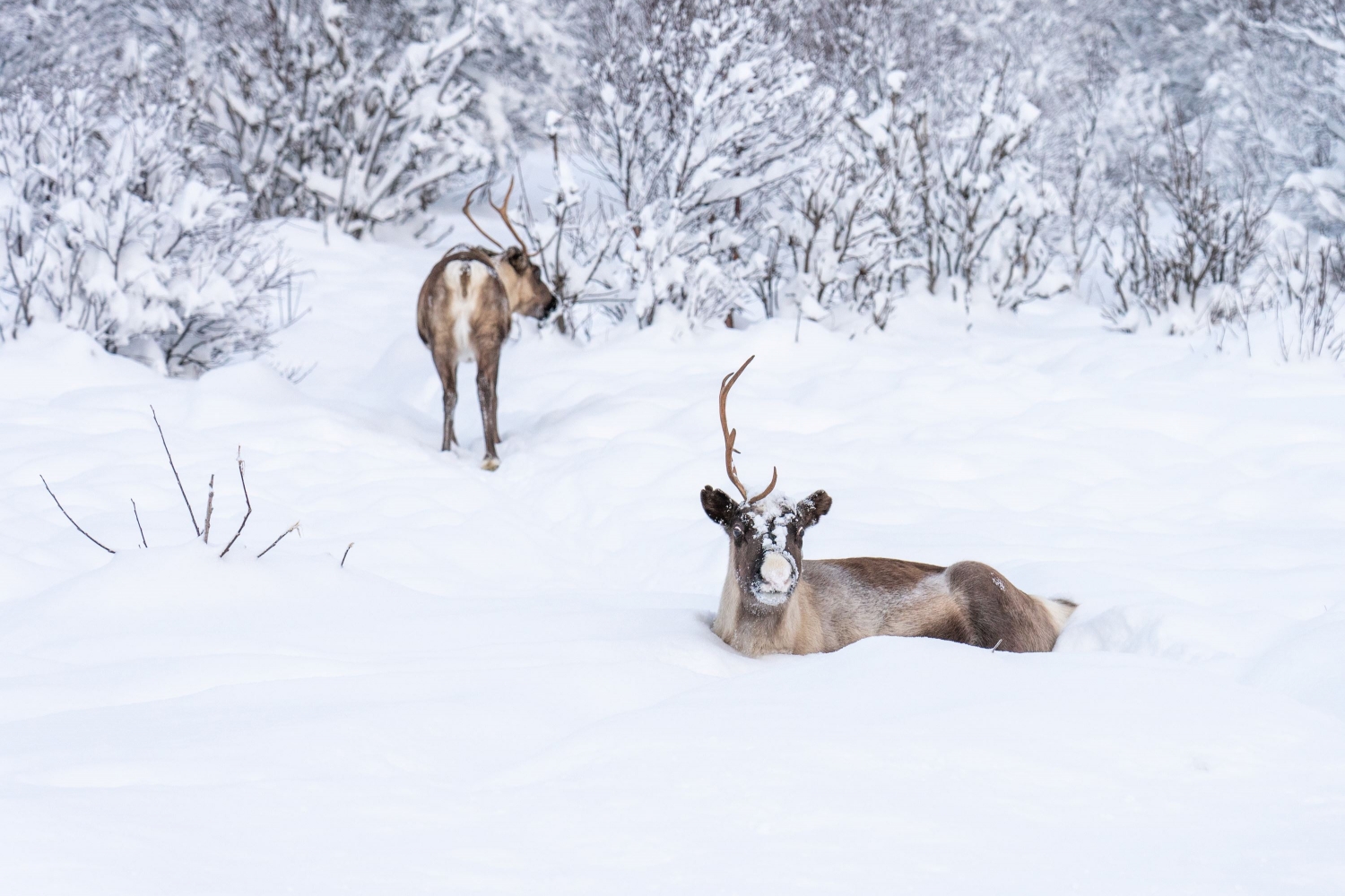 Reindeer resting in the snow