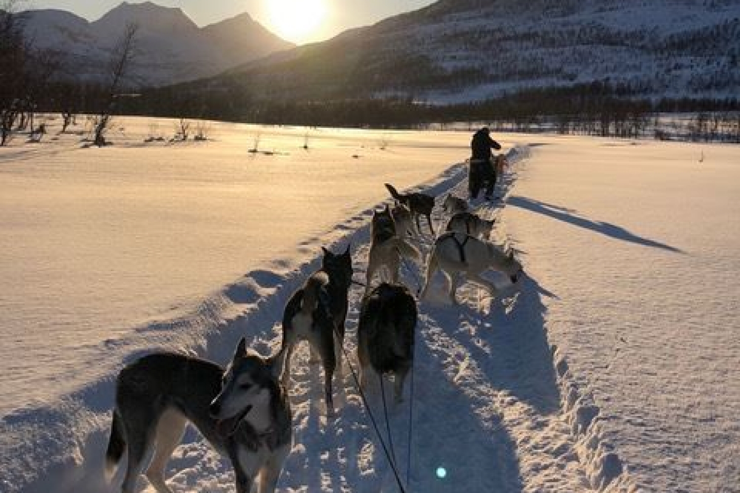 Dog sledding in Dyrøy