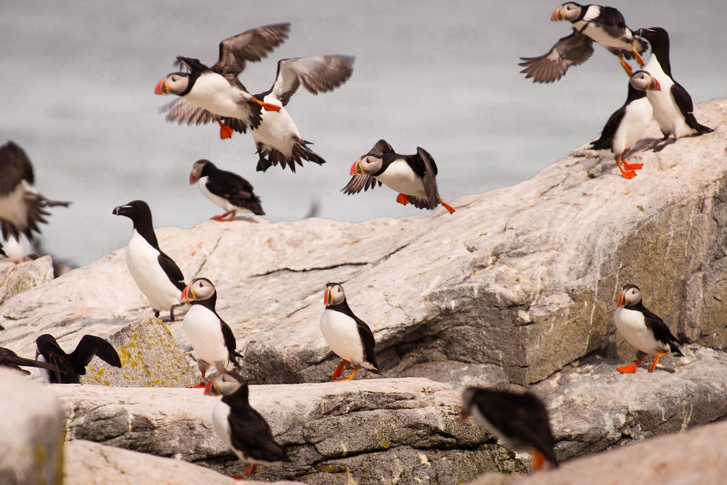 puffins on the rocks