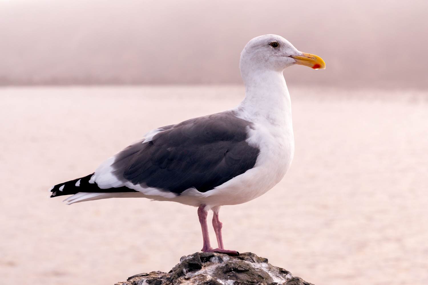 seagull standing on rock