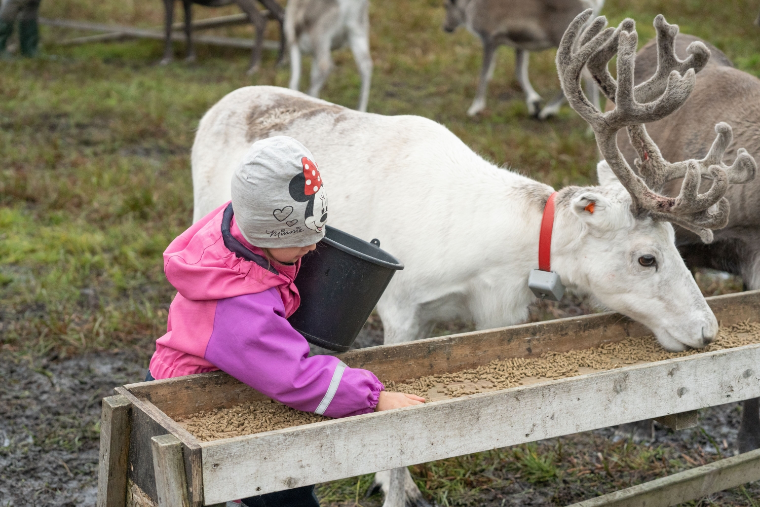 Reindeer feeding