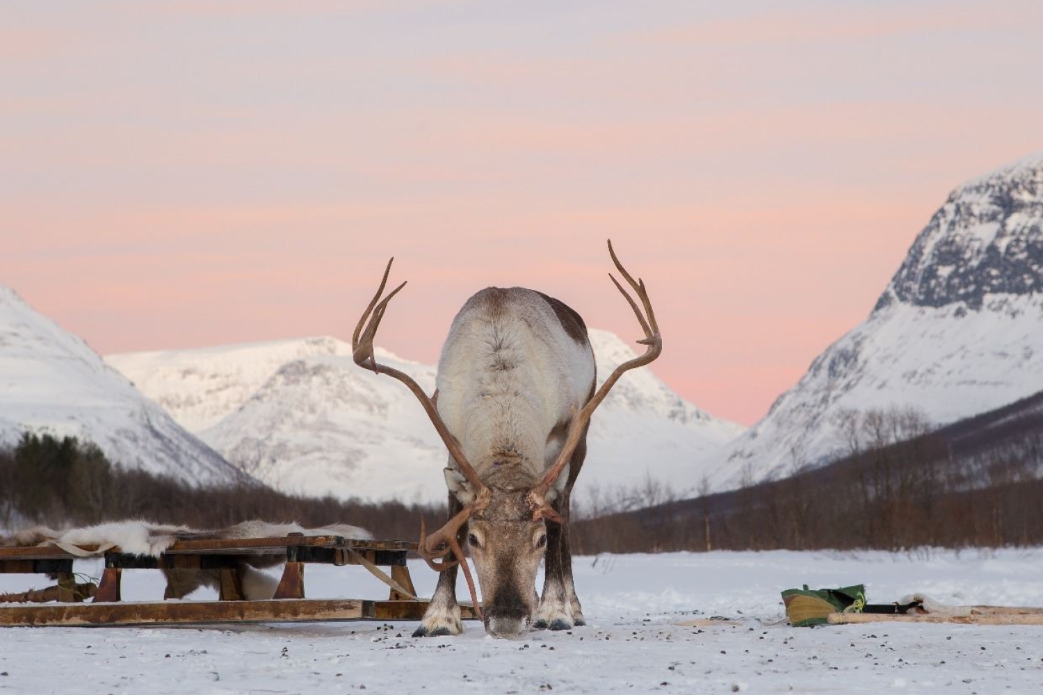Reindeer Sledding & Ice Domes Visit