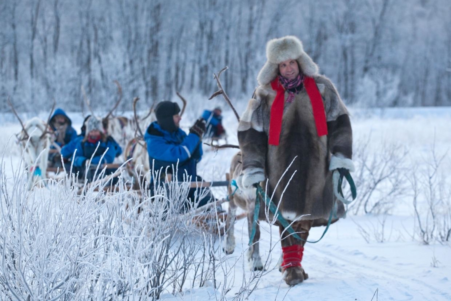 guide foran sleder med gjester som dras av reinsdyr