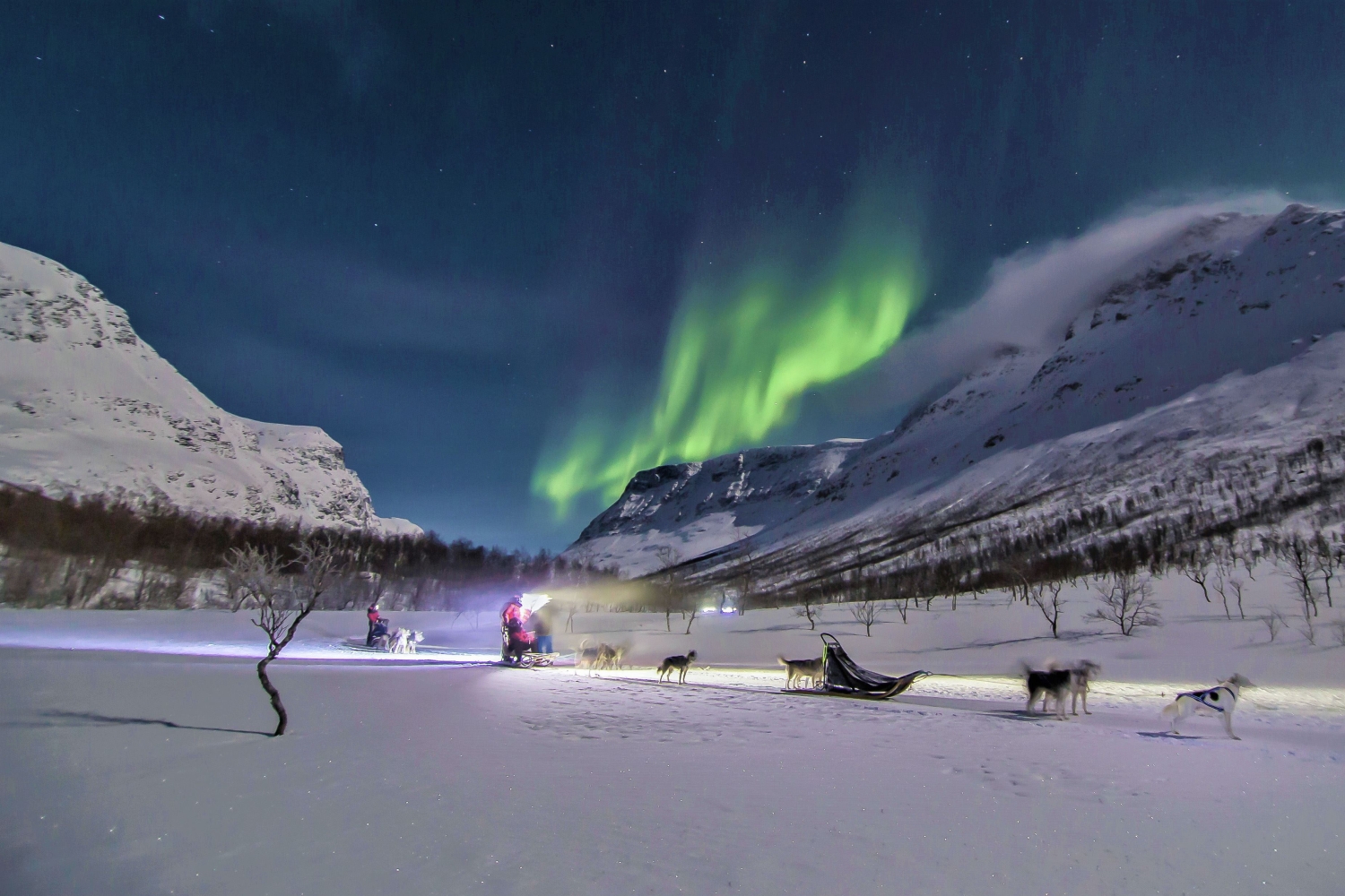 Dog sledding and Northern Lights