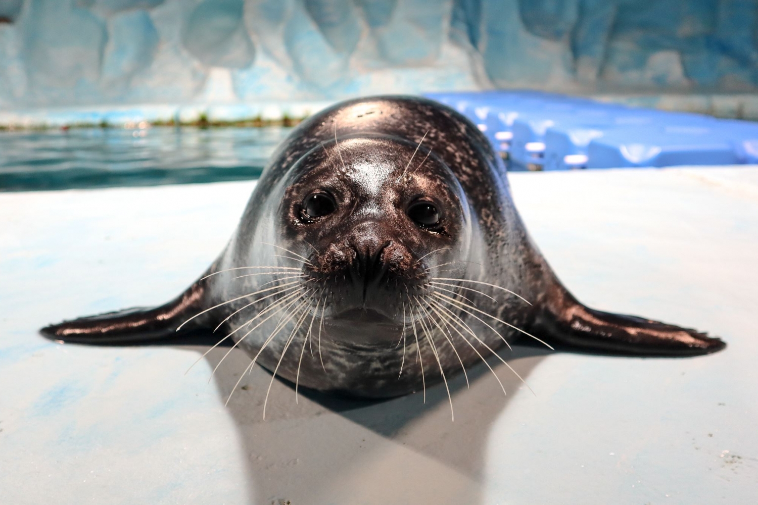 Become a seal sponsor for Loffen