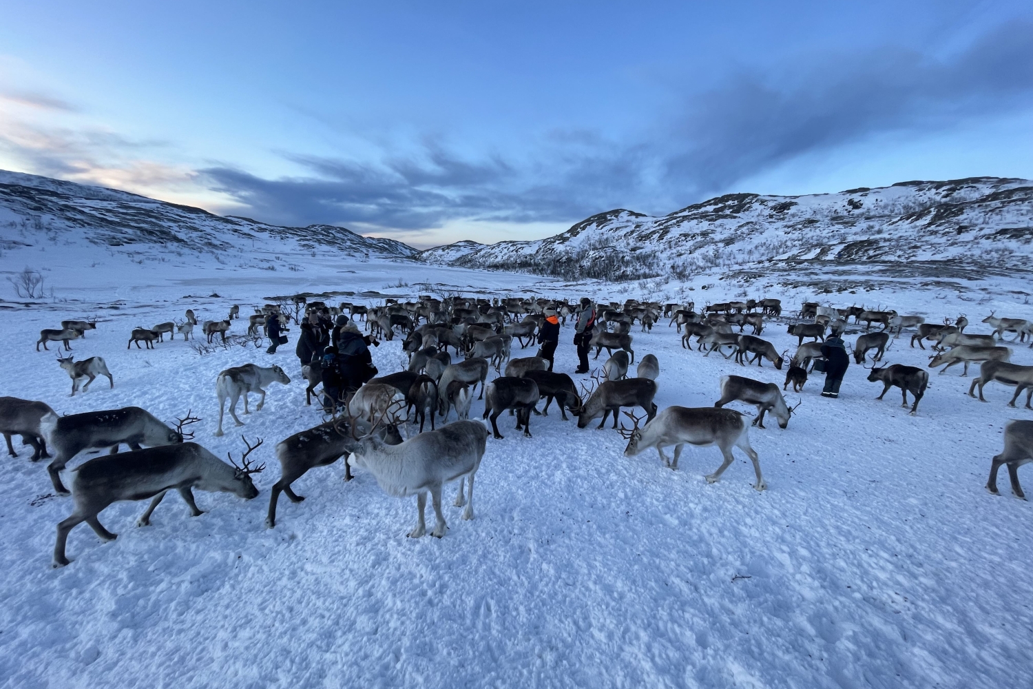 Dags tur – Arktisk fjord og reinsdyrs opplevelser