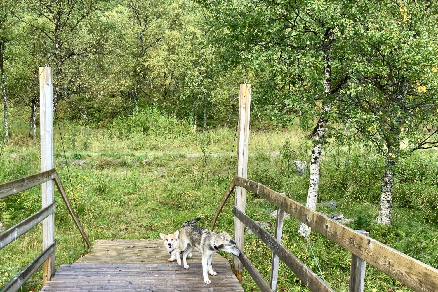 Dogs on a bridge