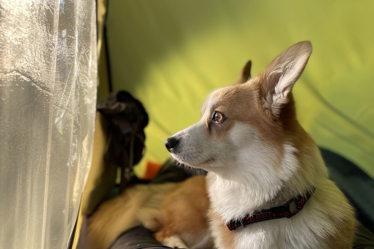 Hund i telt