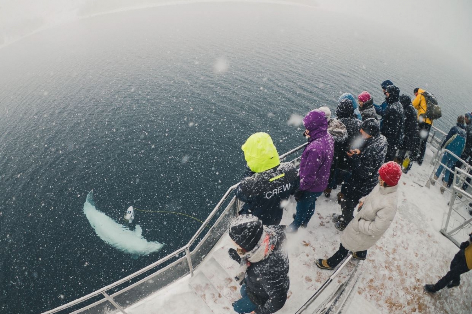 guests observing a whale playing in the sea