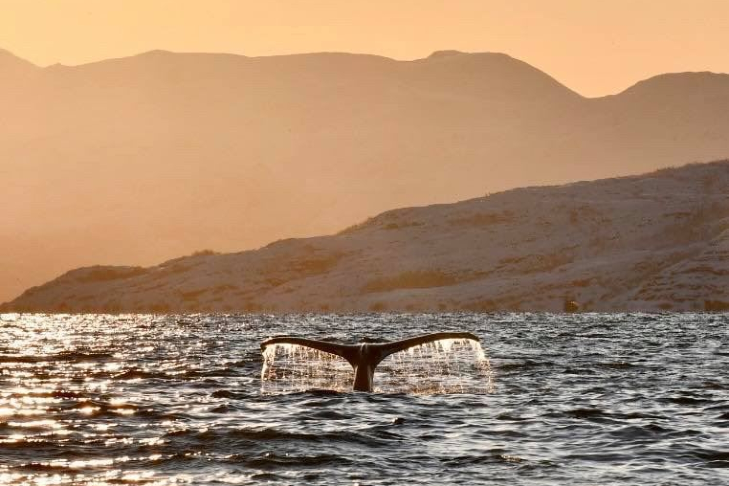 Halen til en hval som dykker ned i havet