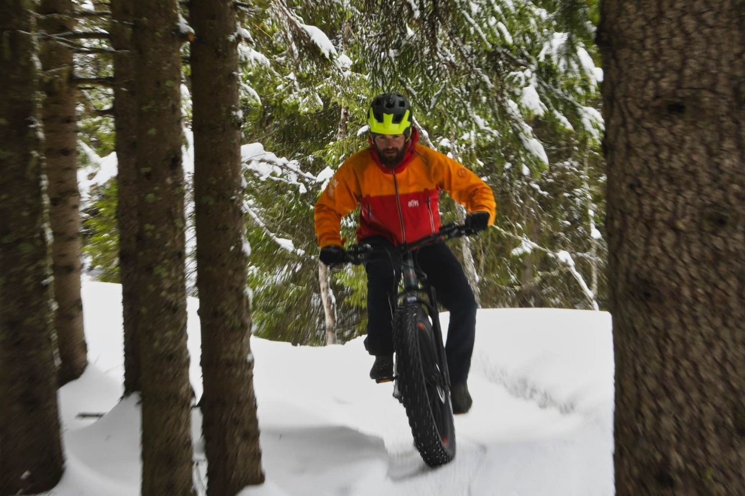 A person on a fatbike among trees in winter