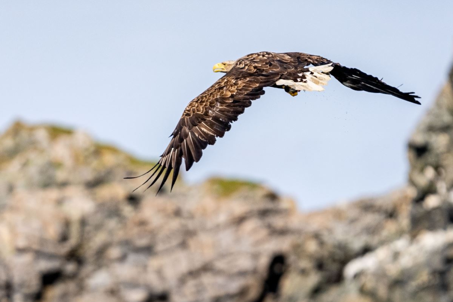 Sea eagle safari in Sommarøy