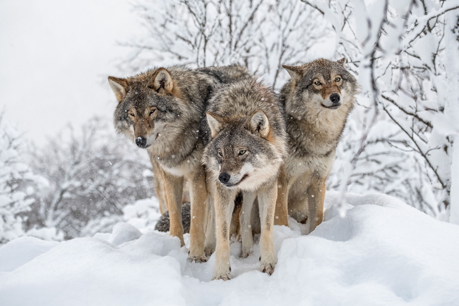 Wolfes in the snow